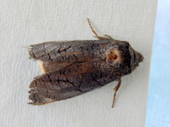 Culama anthracica