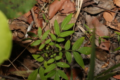Ailanthus triphysa