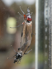 Dilophus nigrostigma