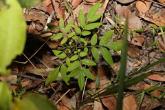 Ailanthus triphysa