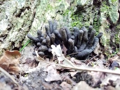 Xylaria
