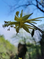 Aquilegia longissima