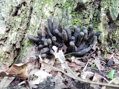 Xylaria