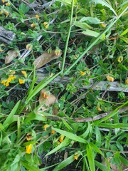 Lotus suaveolens