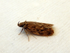 Barea exarcha