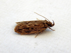 Barea exarcha