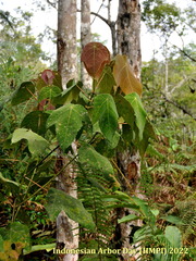 Macaranga triloba
