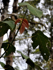 Macaranga triloba