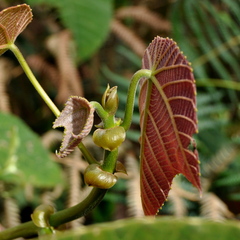 Macaranga triloba