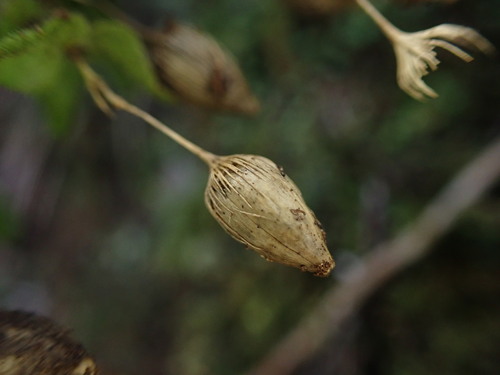 Schiedea viscosa