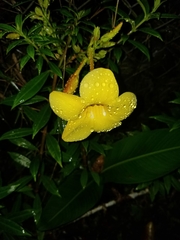 Allamanda cathartica