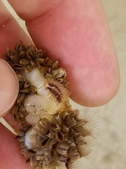 Fiona pinnata