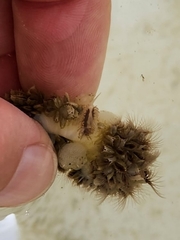 Fiona pinnata