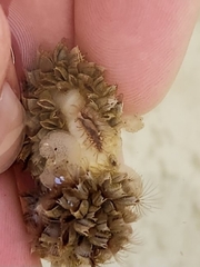 Fiona pinnata