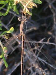 Lestes congener