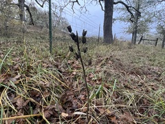 Camassia leichtlinii
