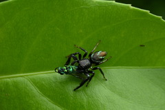 Thiania