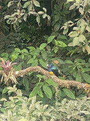 Trogon chionurus