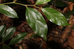 Cryptocarya triplinervis pubens