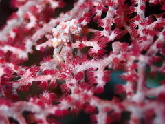 Hippocampus bargibanti