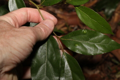 Cryptocarya triplinervis pubens