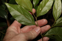 Cryptocarya triplinervis pubens