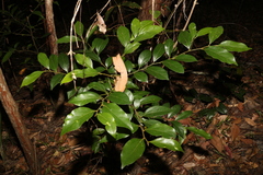 Cryptocarya triplinervis pubens