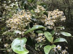 Olearia arborescens