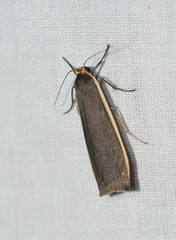 Palaeosia bicosta