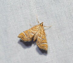 Musotima ochropteralis