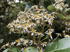 Olearia arborescens