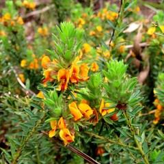 Pultenaea humilis