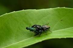 Thiania