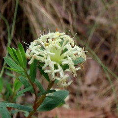 Pimelea humilis