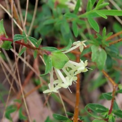 Pimelea humilis