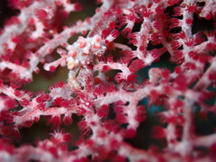 Hippocampus bargibanti