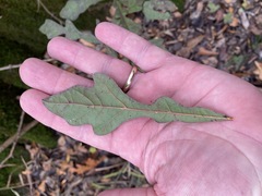 Quercus nigra