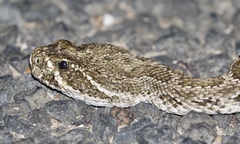 Crotalus viridis