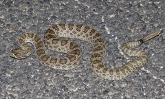 Crotalus viridis