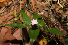Tripladenia cunninghamii