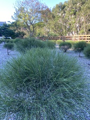 Allocasuarina nana