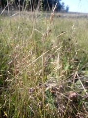 Agrostis vinealis