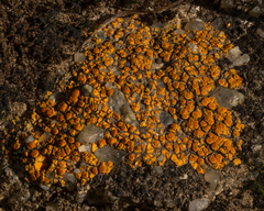 Xanthocarpia feracissima