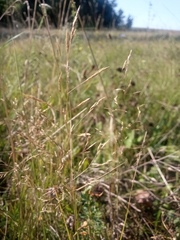 Agrostis vinealis