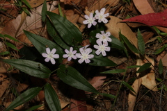 Tripladenia cunninghamii