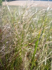 Agrostis vinealis