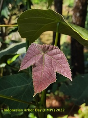 Macaranga triloba