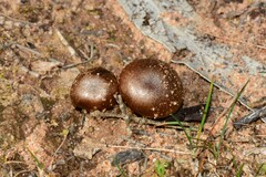 Cortinarius clelandii
