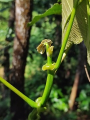 Macaranga triloba
