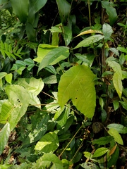 Macaranga triloba